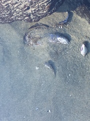 Oligocottus maculosus