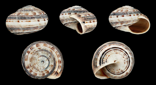 Caracol variegado común