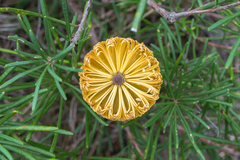 Banksia neoanglica