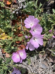 Sidalcea malviflora malviflora