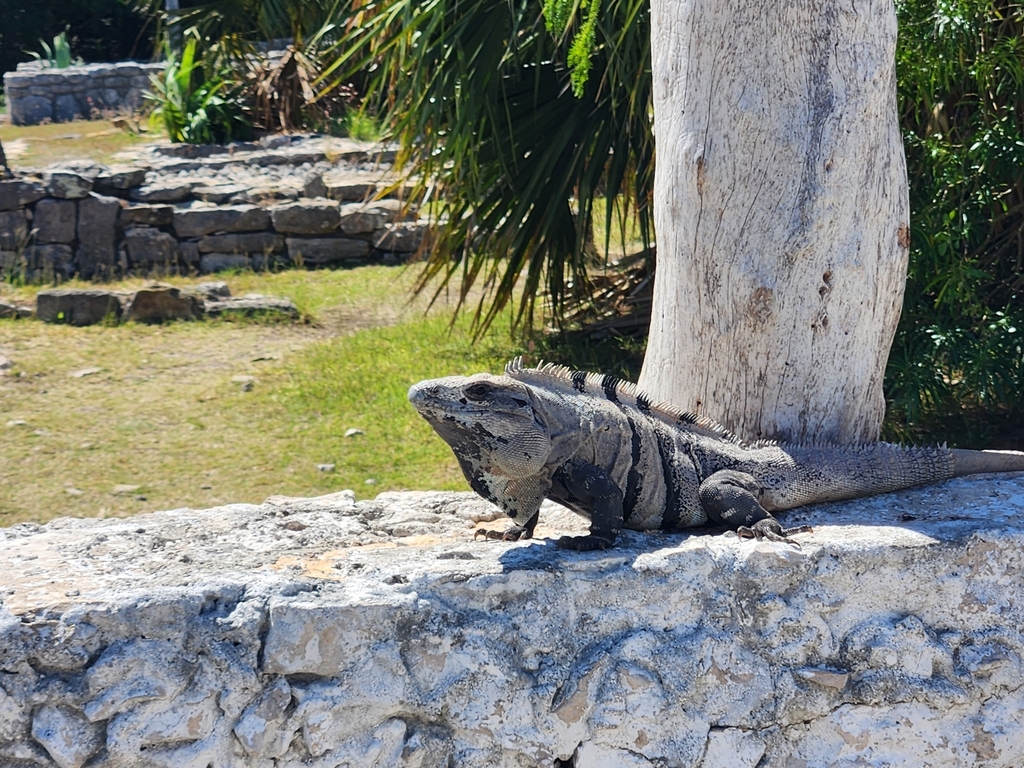 Black Spiny-tailed Iguana from 97405 Yucatan, Mexico on February 19 ...