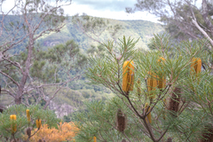 Banksia neoanglica