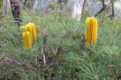 Banksia neoanglica