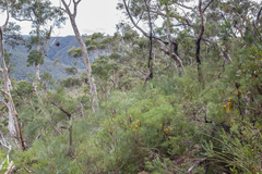 Banksia neoanglica