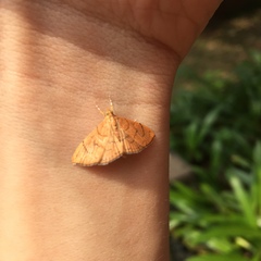 Hyalobathra illectalis