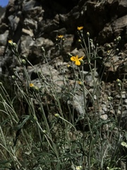 Eriophyllum jepsonii