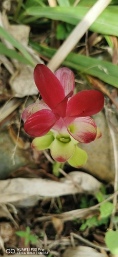 Foto de Zedoária