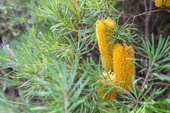 Banksia neoanglica