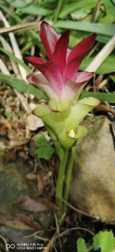 Zedoária