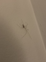 Pholcus phalangioides