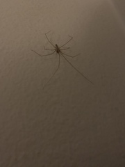 Pholcus phalangioides