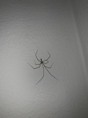 Pholcus phalangioides