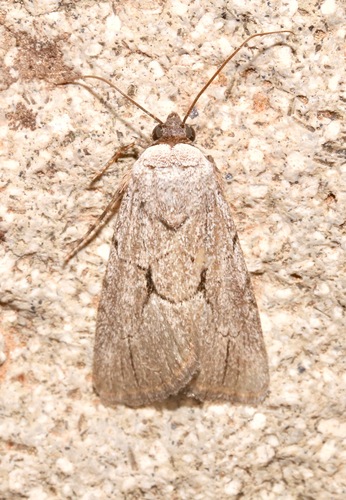 Sympistis figurata photo 2