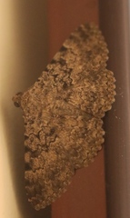 Polydesma boarmoides