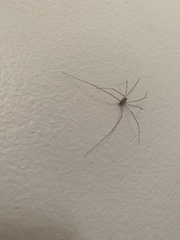 Pholcus phalangioides