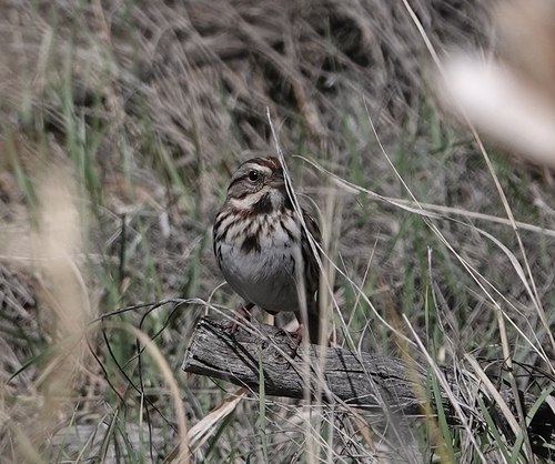 Song Sparrow photographed in Nebraska