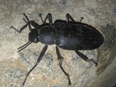 Mylaris maxima