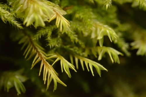 Plagiochila heterophylla