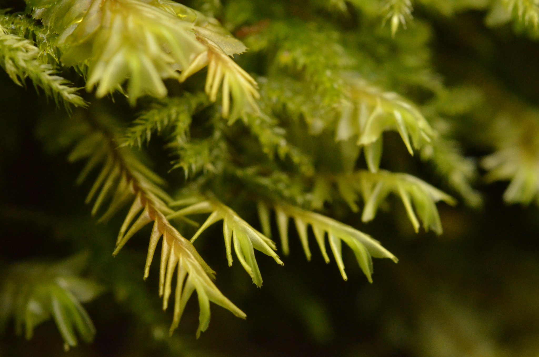 Plagiochila heterophylla