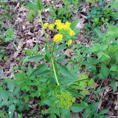 Zizia aurea