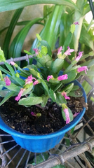 Rhipsalidopsis gaertneri