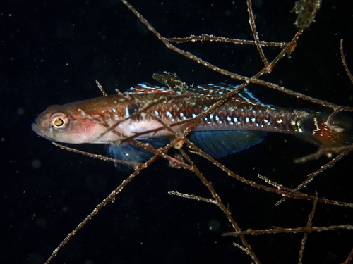 Two-spotted Goby, photo 5 of 10