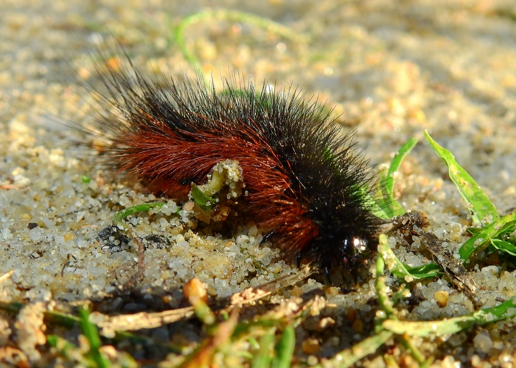 Arctia tigrina from Mata dos Medos, Almada, Portugal on February 19 ...