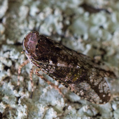 Calyptoproctina