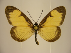 Acraea alciopoides
