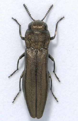 Agrilus croaticus · iNaturalist