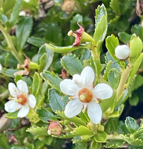 Escallonia serrata (Escallonia serrata)