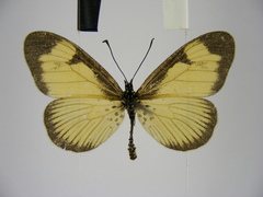 Acraea alciopoides