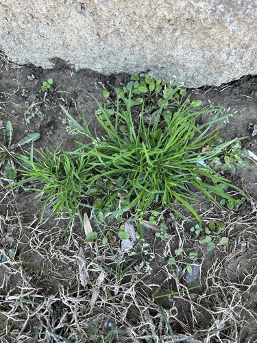 Poa chapmaniana iNat (1)