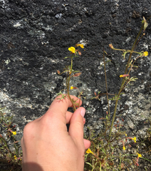 Erythranthe laciniata