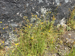 Erythranthe laciniata