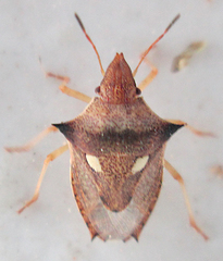 Diploxys bipunctata