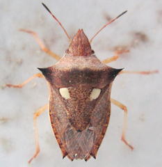 Diploxys bipunctata
