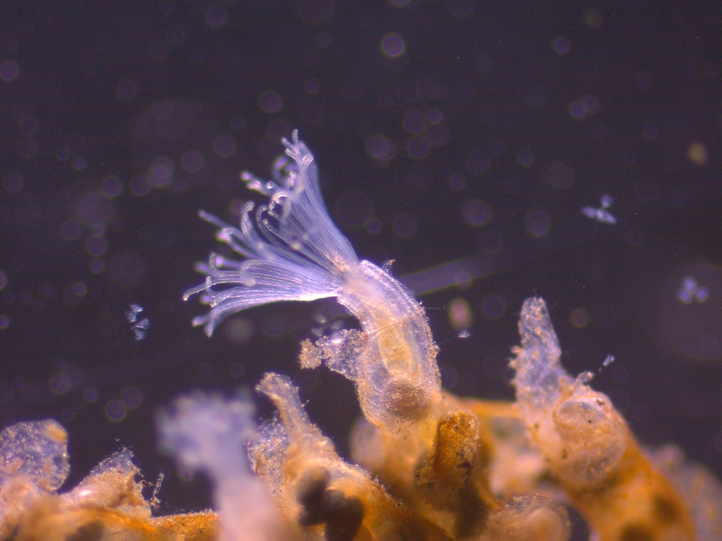 Plumatella emarginata