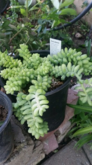 Sedum burrito