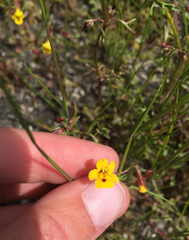 Erythranthe laciniata