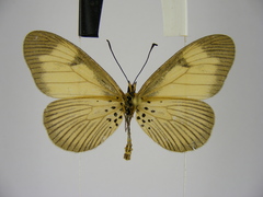 Acraea alciopoides