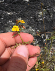 Erythranthe laciniata
