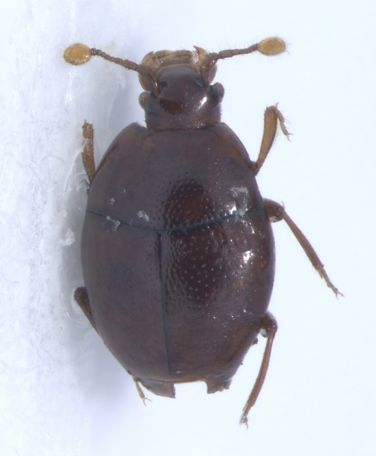 Acritus