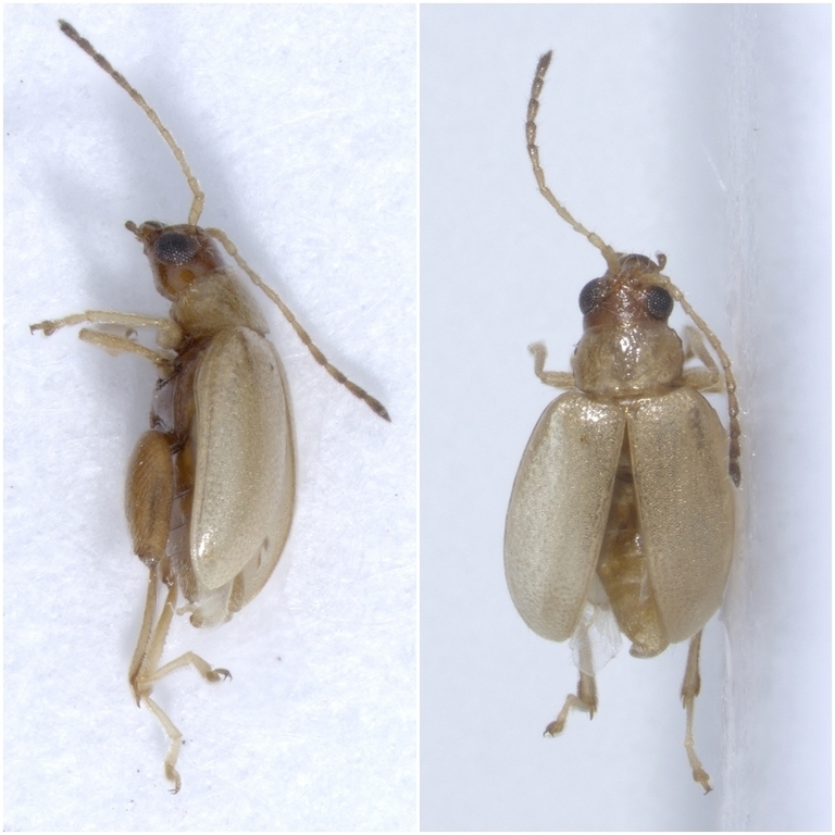 Longitarsus nanus