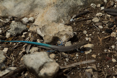 Pholidoscelis lineolatus lineolatus