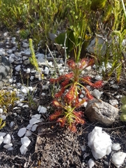 Drosera glabripes