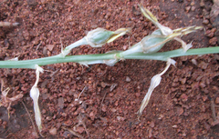 Chlorophytum recurvifolium image