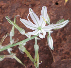 Chlorophytum recurvifolium image