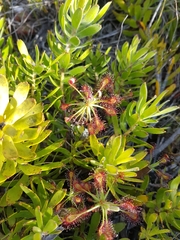 Drosera glabripes