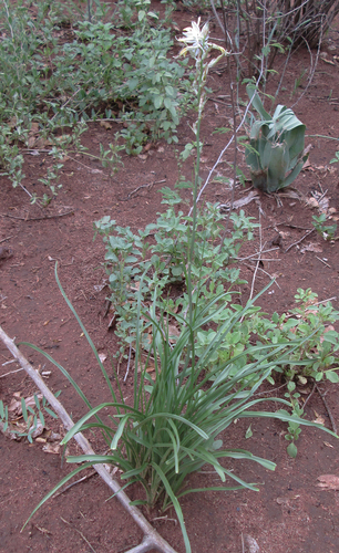 Chlorophytum recurvifolium image